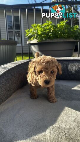 Poochon puppies
