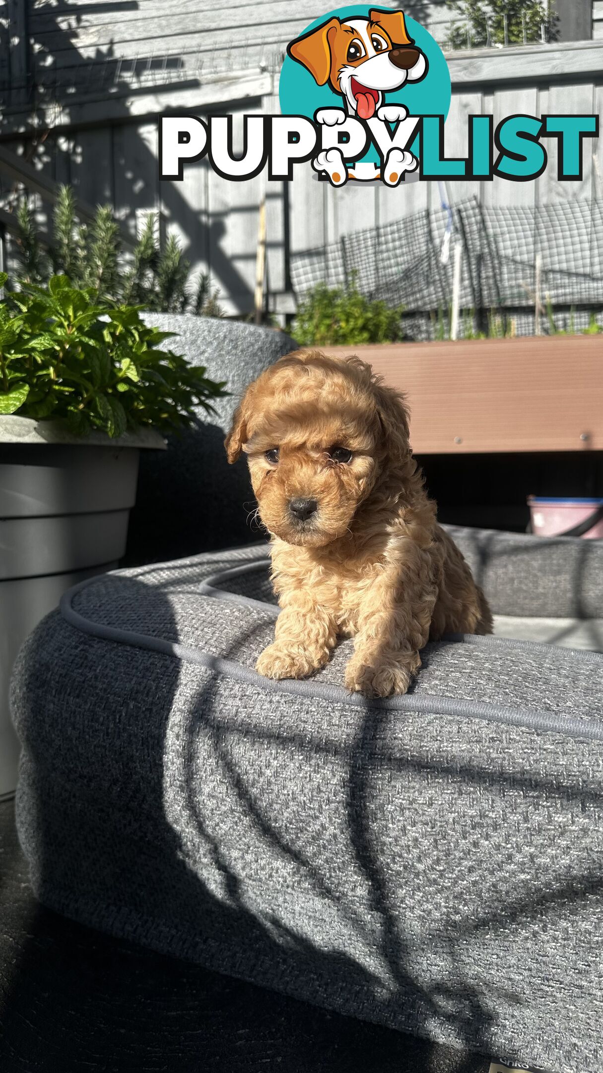 Poochon puppies