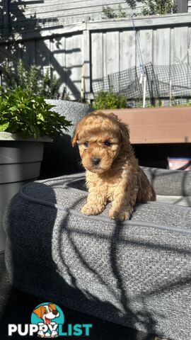 Poochon puppies