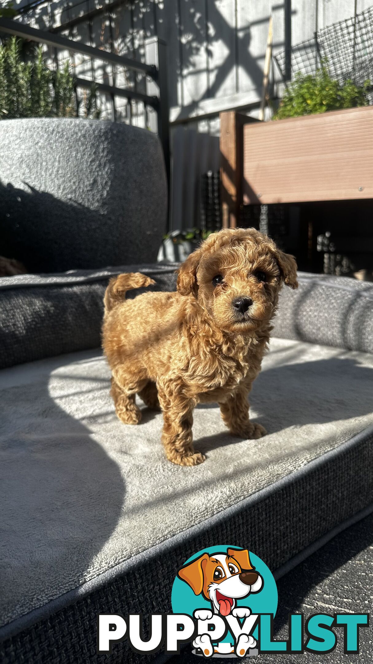 Poochon puppies