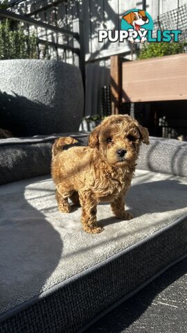 Poochon puppies