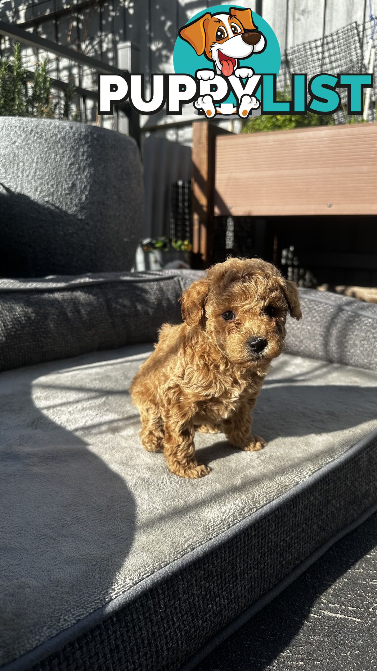Poochon puppies