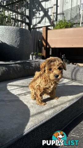 Poochon puppies
