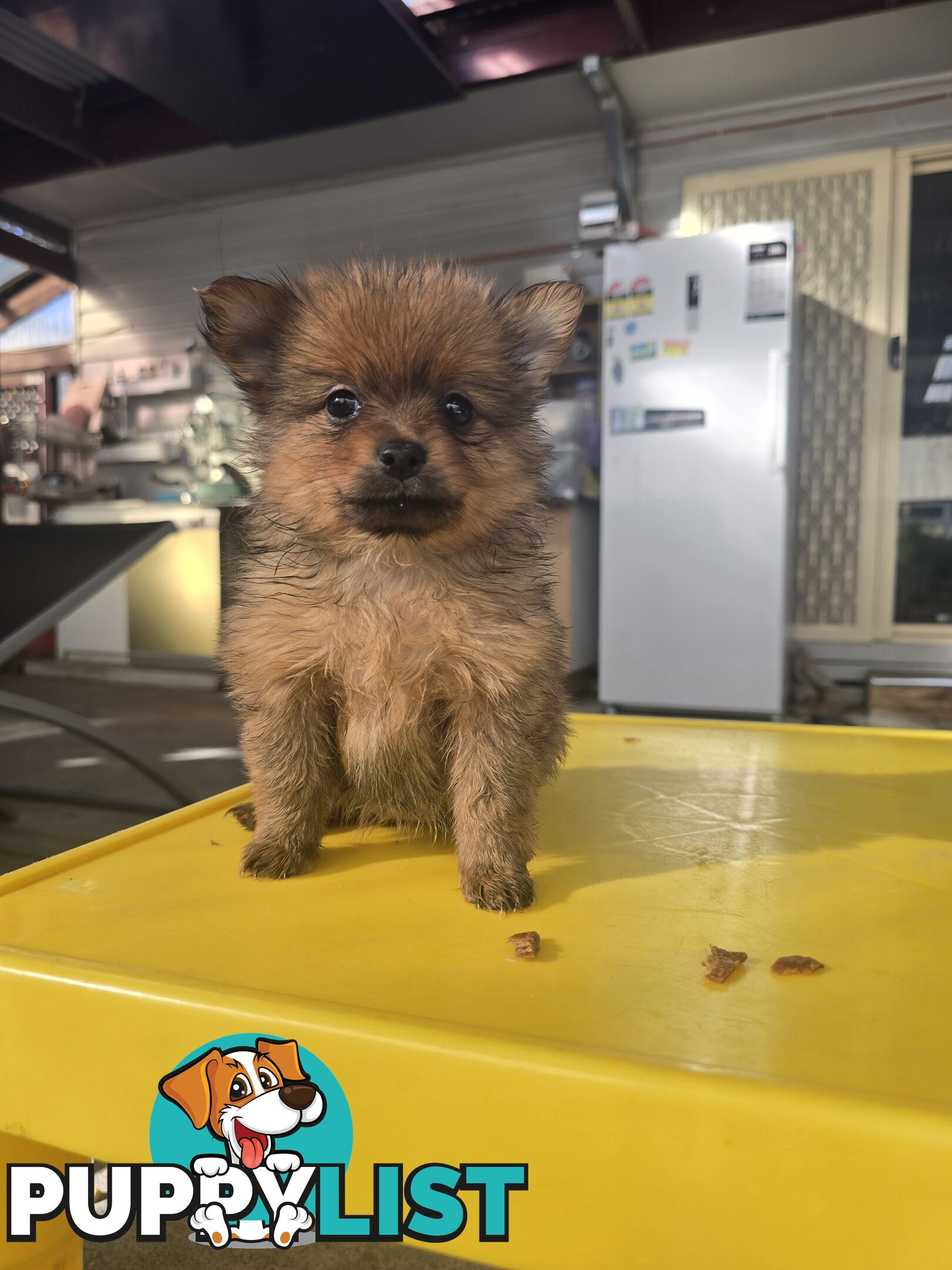 Pomeranian Purebred for new home. Looking for good carers.