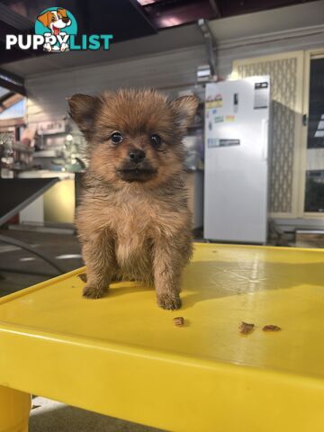 Pomeranian Purebred for new home. Looking for good carers.