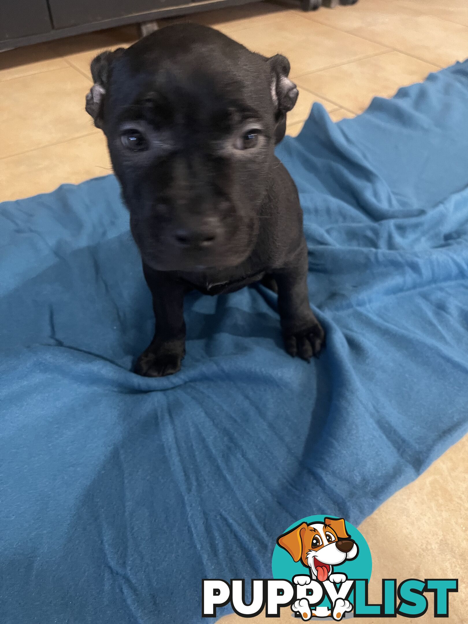 Staffy pups for sale