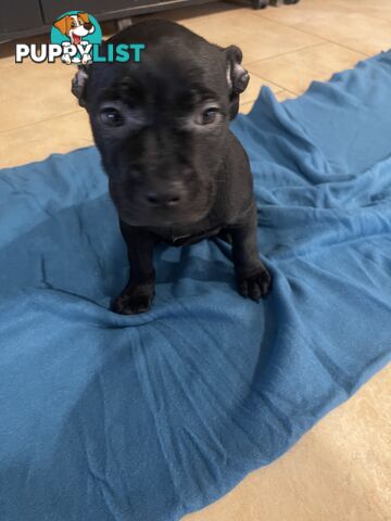 Staffy pups for sale