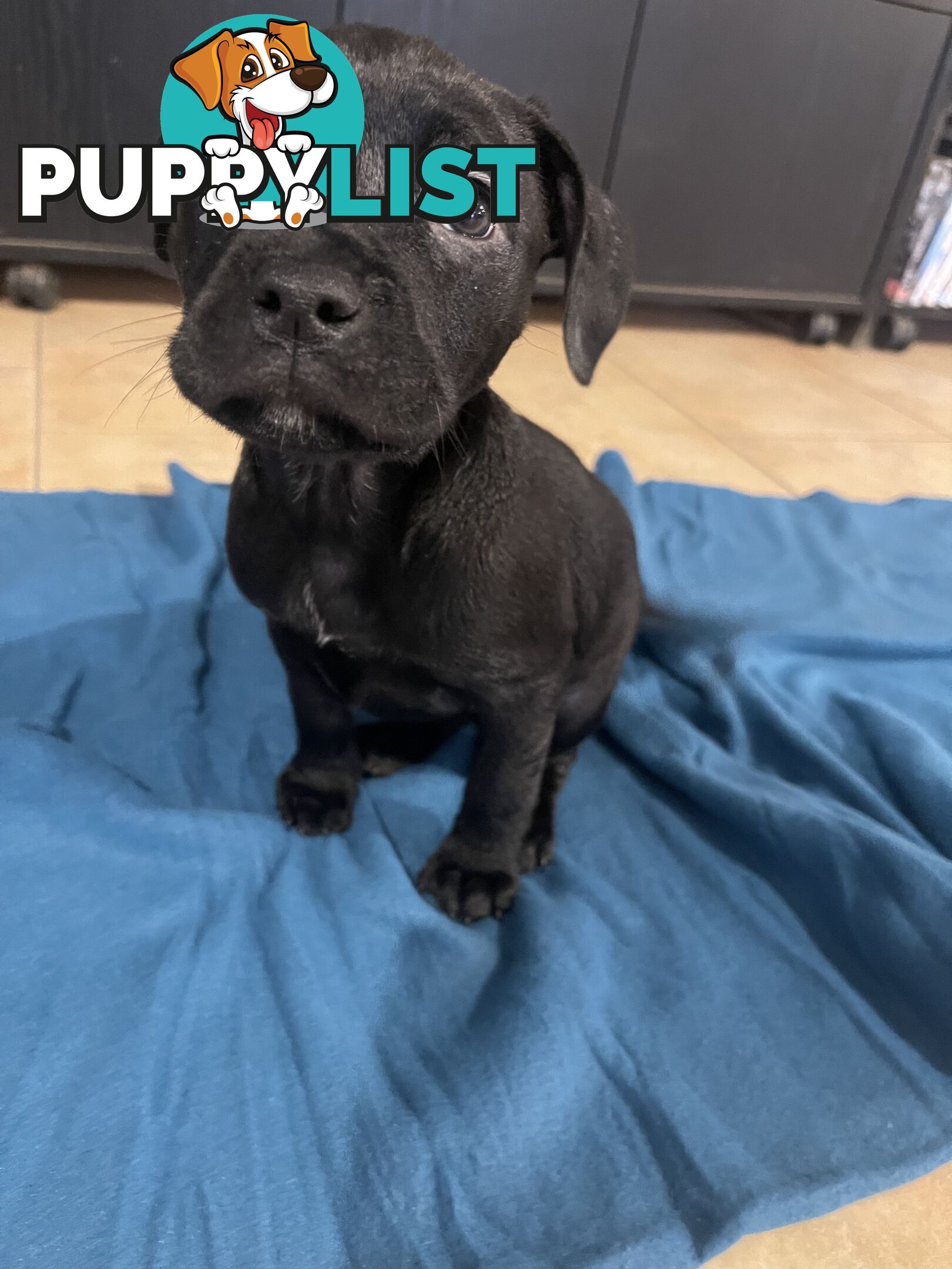Staffy pups for sale