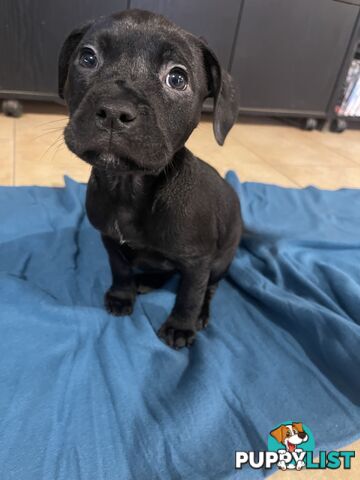 Staffy pups for sale