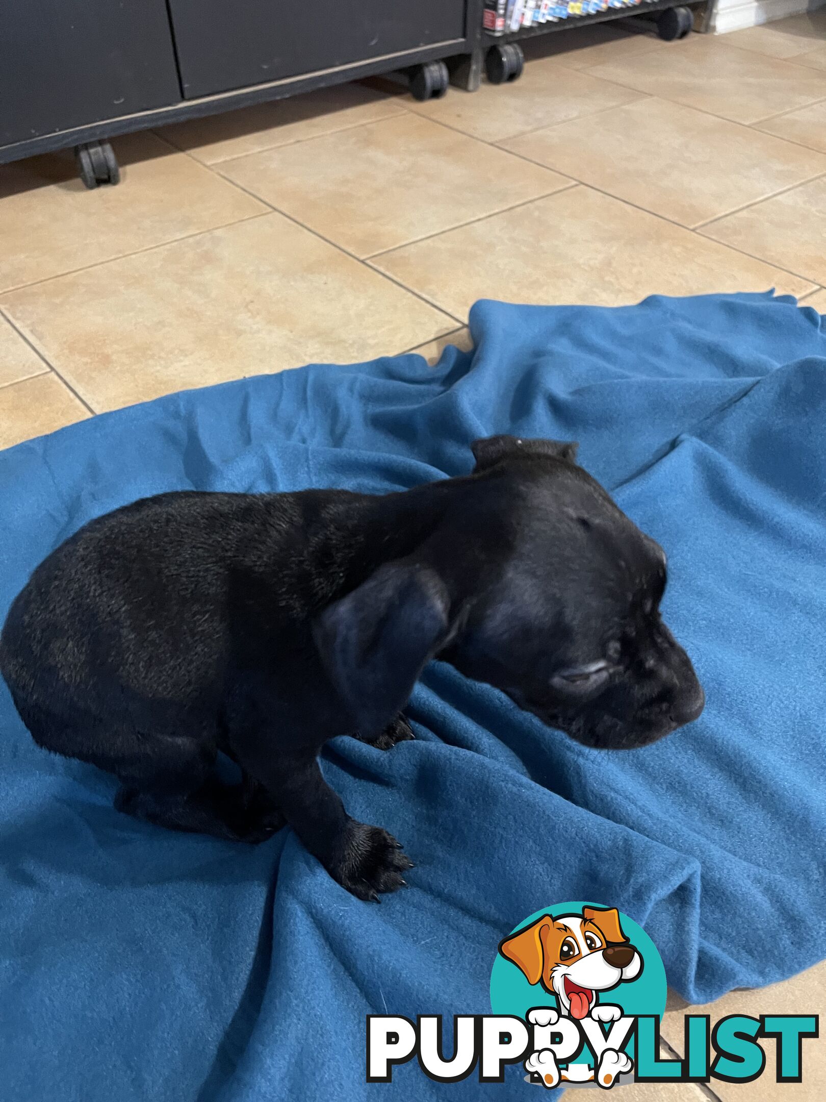 Staffy pups for sale
