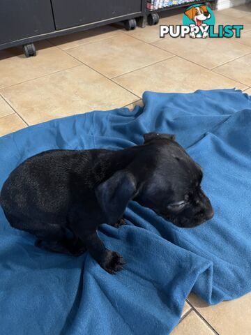 Staffy pups for sale