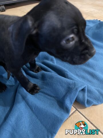 Staffy pups for sale