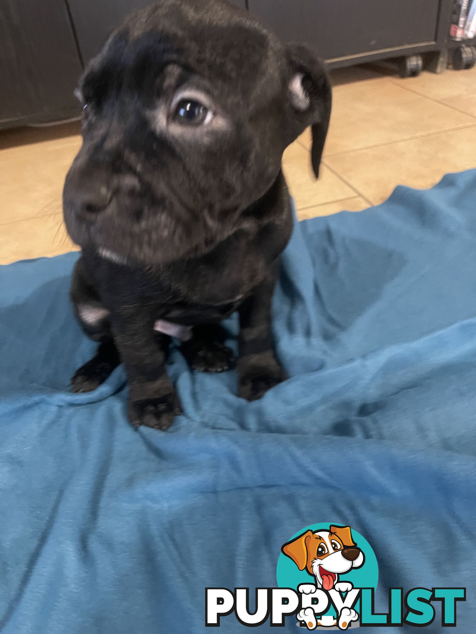 Staffy pups for sale