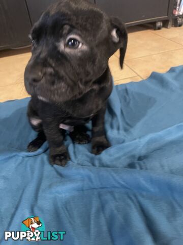 Staffy pups for sale