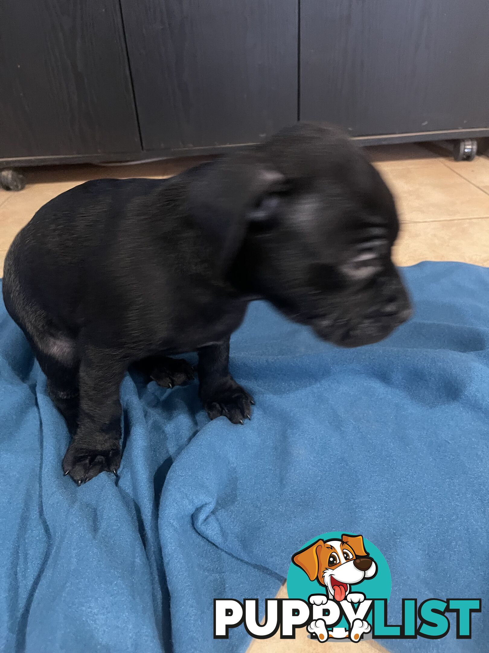Staffy pups for sale