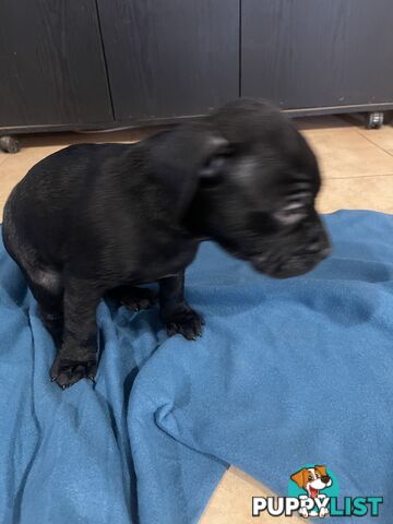 Staffy pups for sale