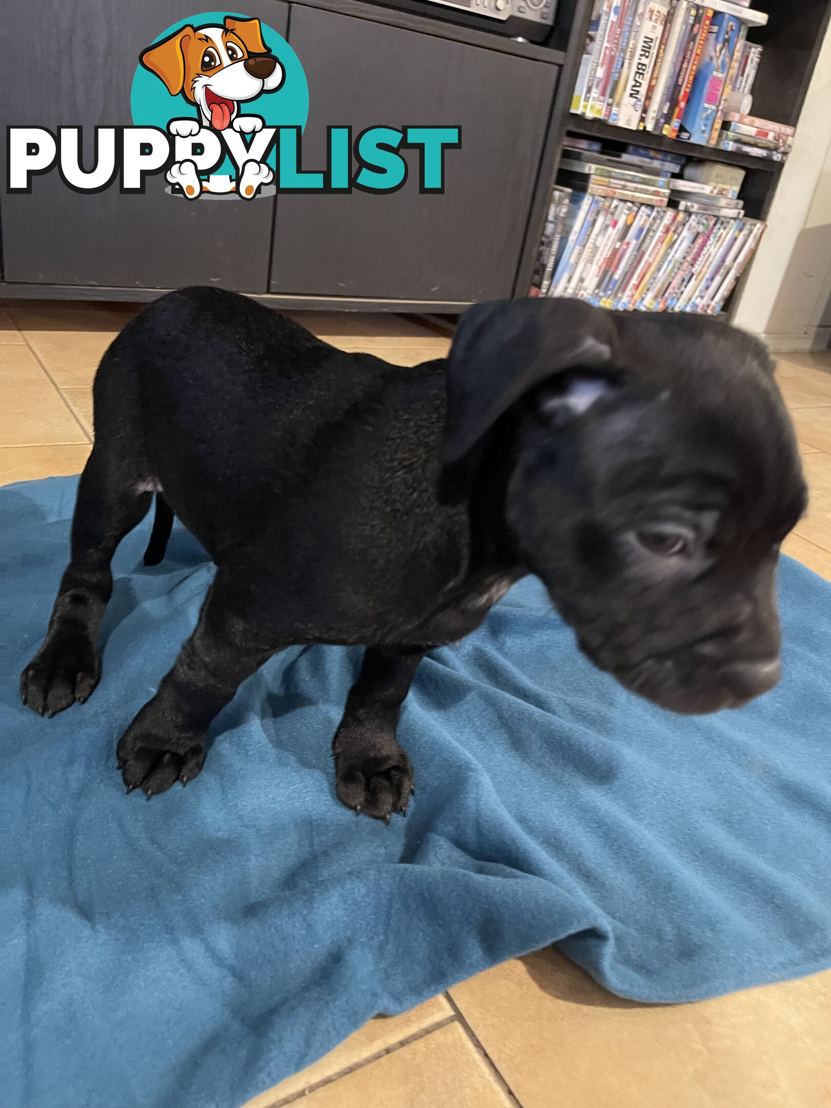 Staffy pups for sale