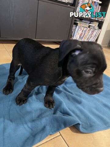 Staffy pups for sale