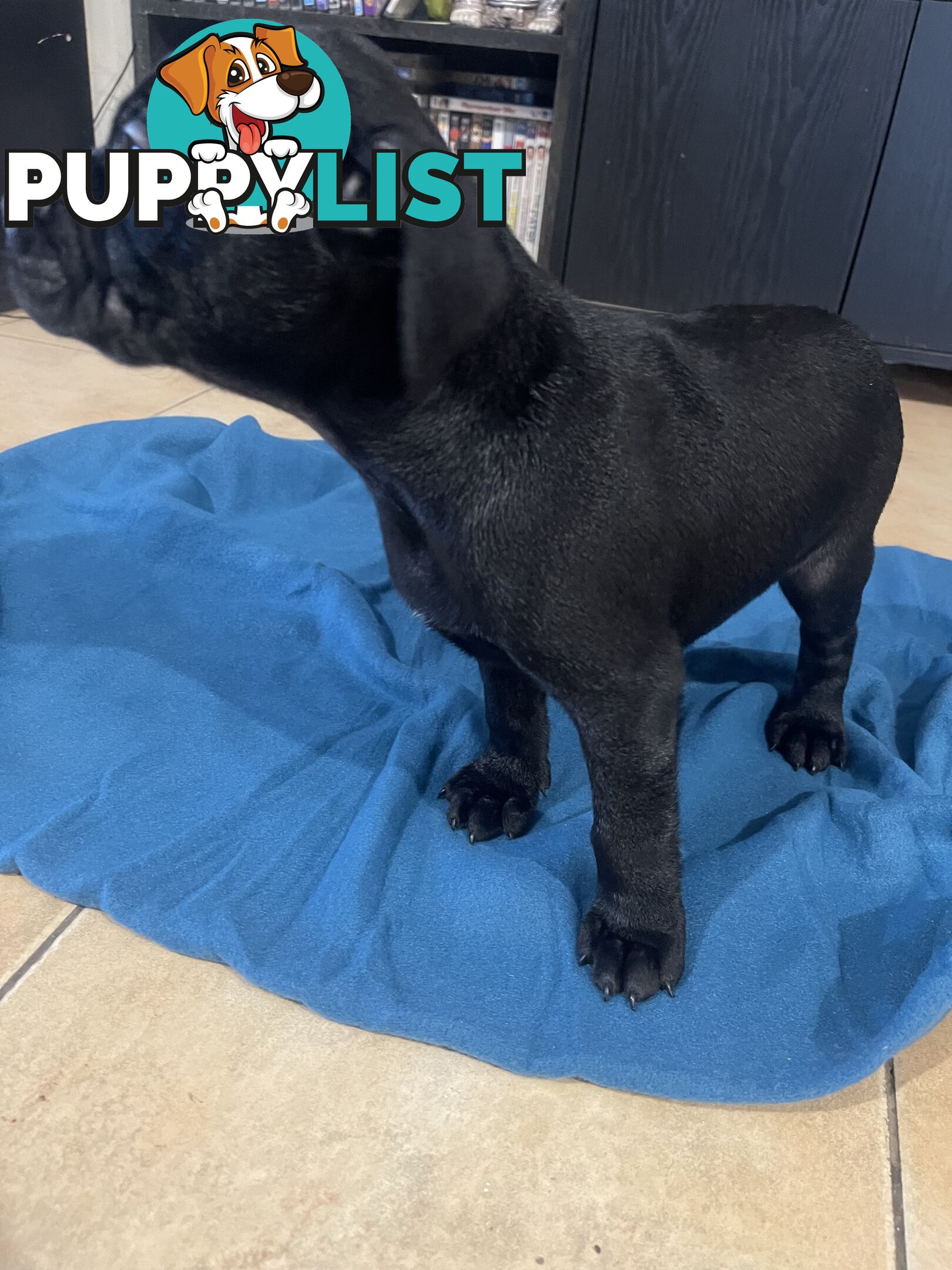 Staffy pups for sale