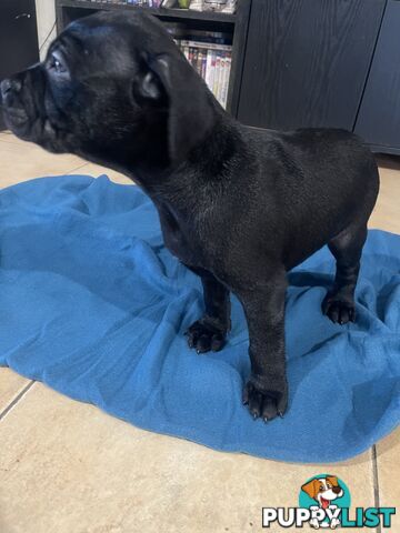Staffy pups for sale