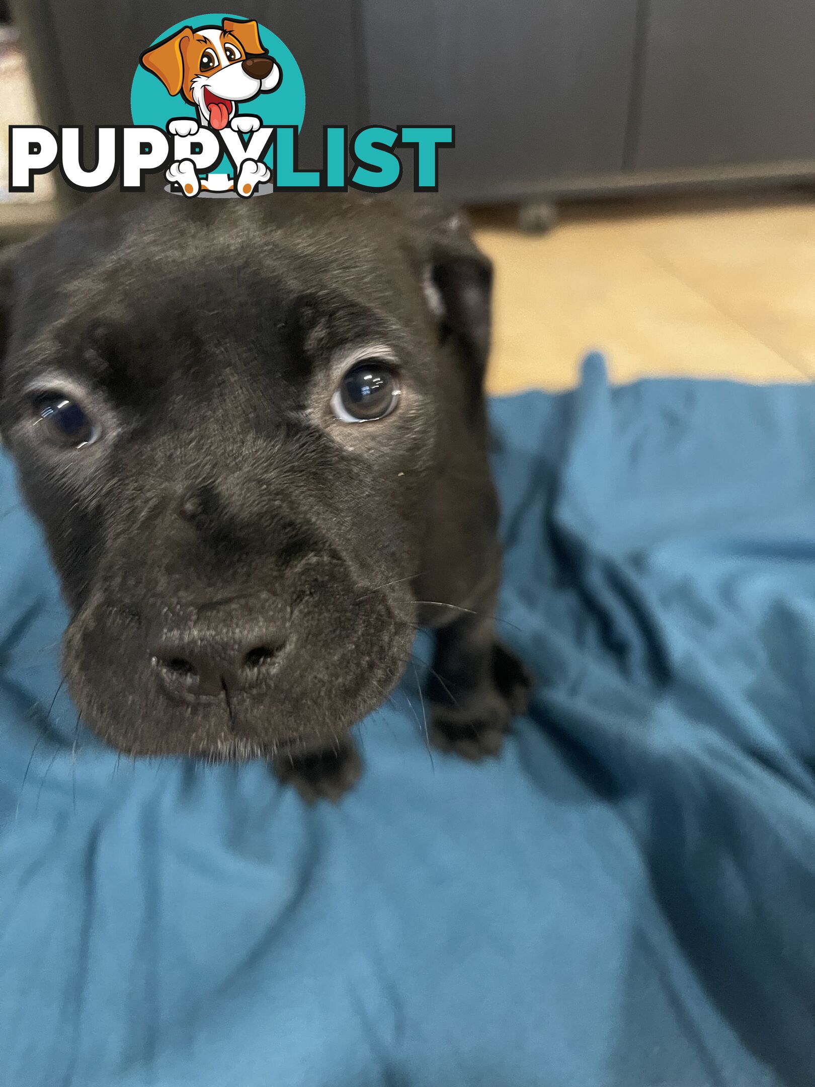 Staffy pups for sale