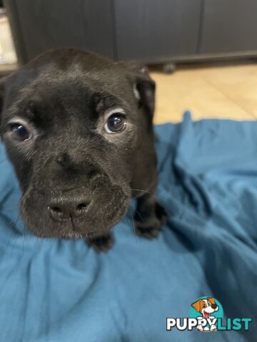 Staffy pups for sale