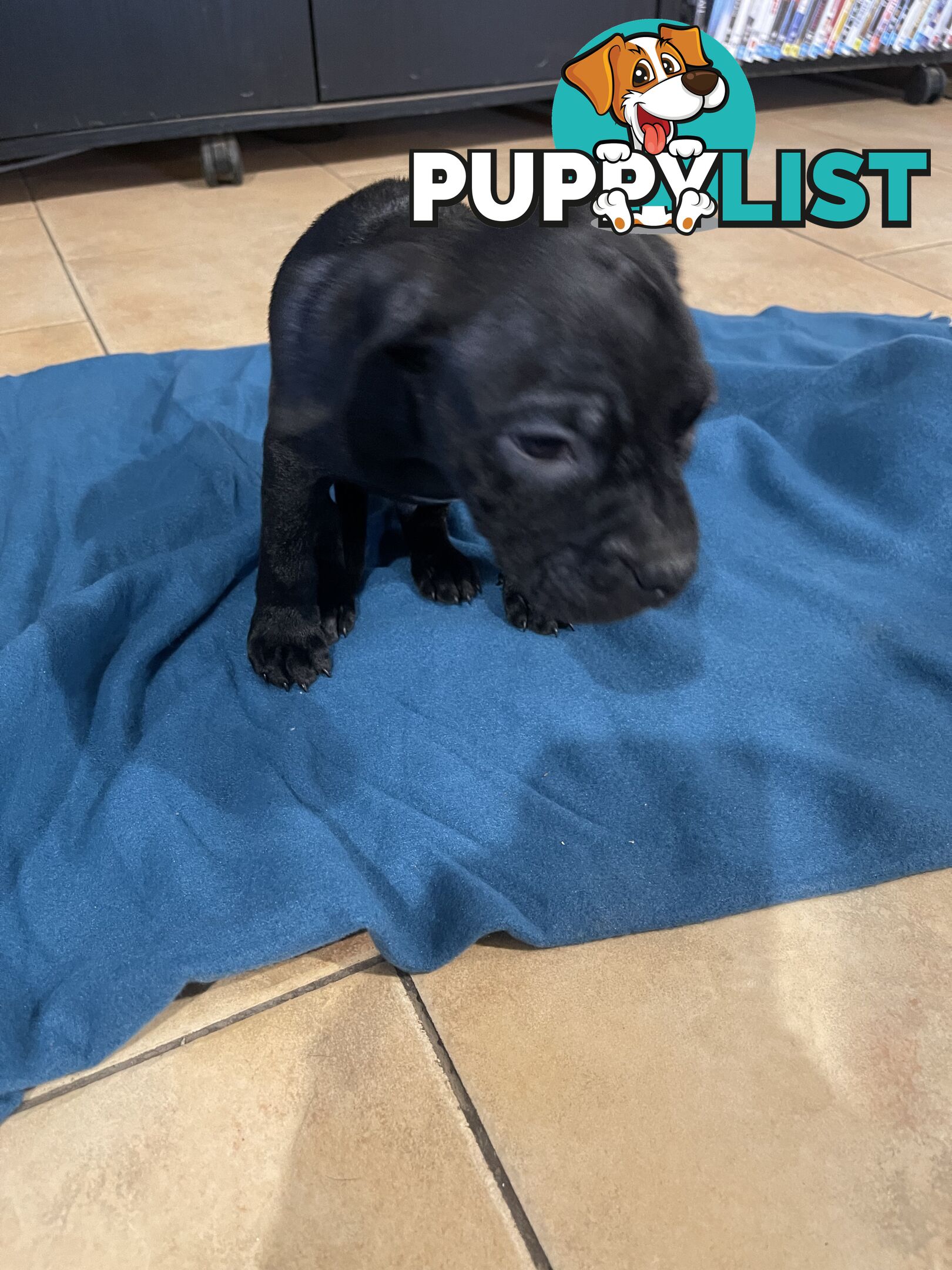 Staffy pups for sale