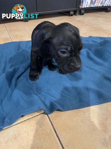 Staffy pups for sale