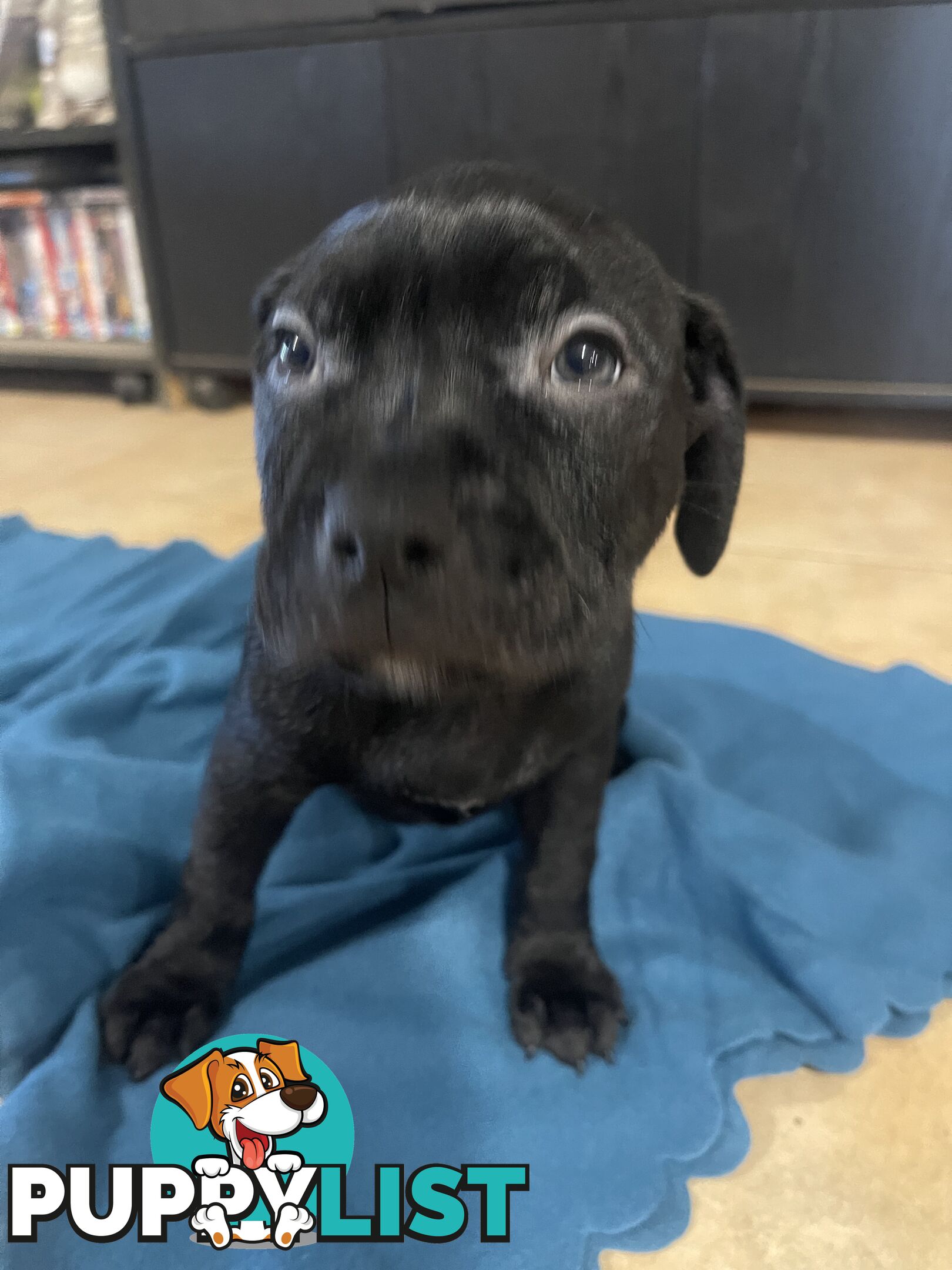 Staffy pups for sale