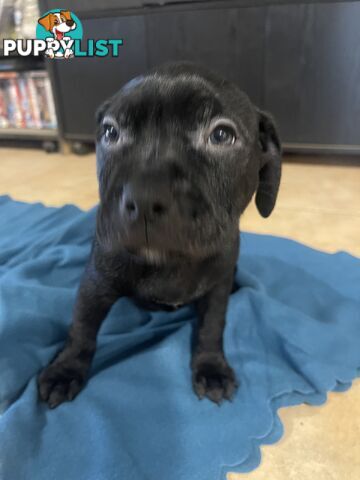 Staffy pups for sale