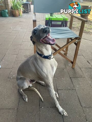 Whippet Puppies