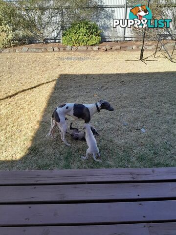 Whippet Puppies