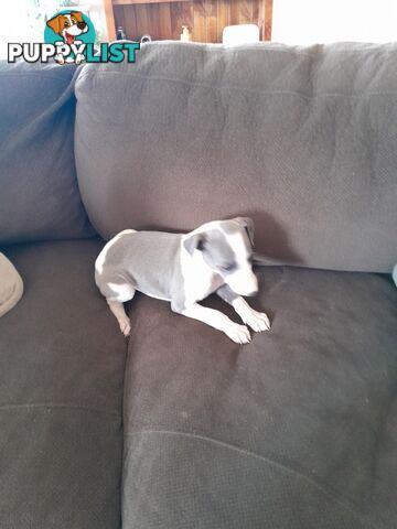 Whippet Puppies