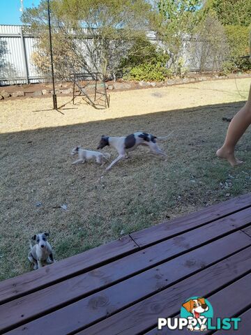 Whippet Puppies