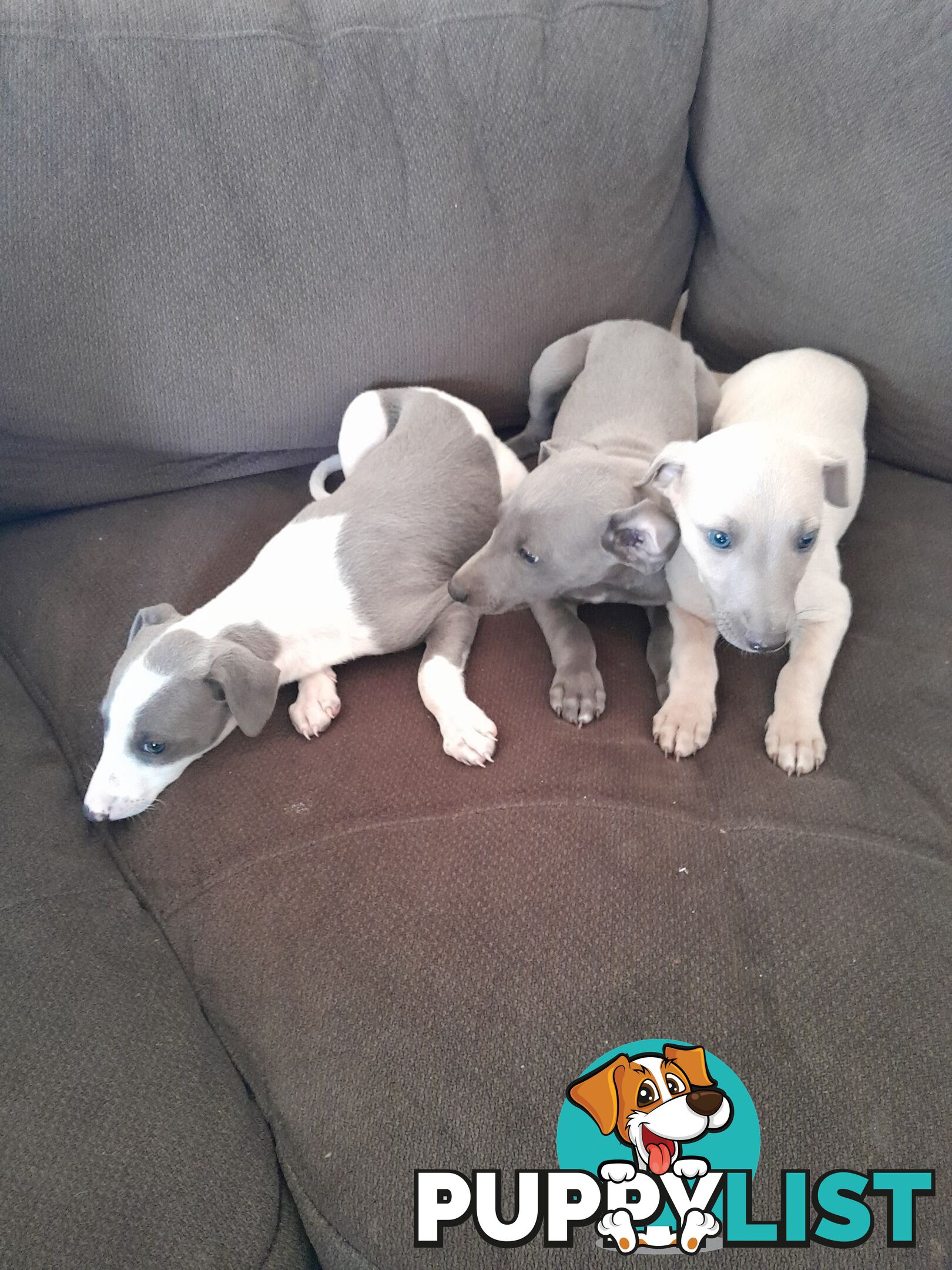 Whippet Puppies