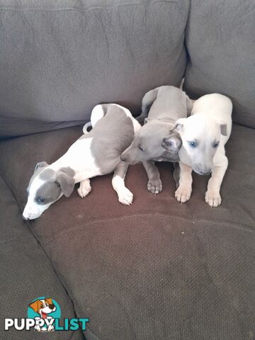 Whippet Puppies