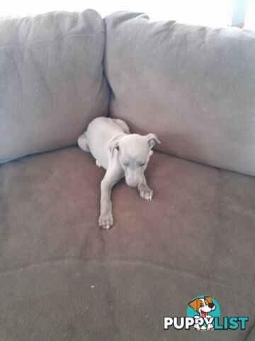 Whippet Puppies