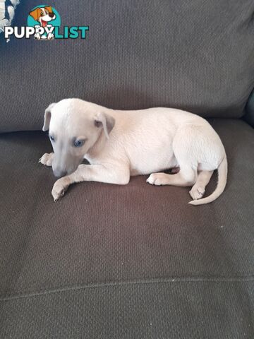 Whippet Puppies