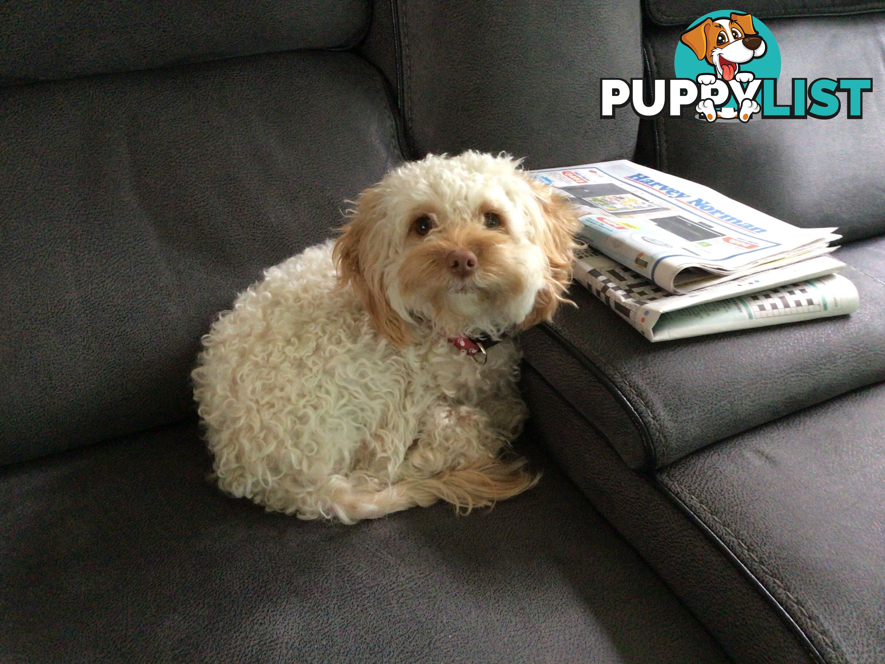 Cream Cavoodle
