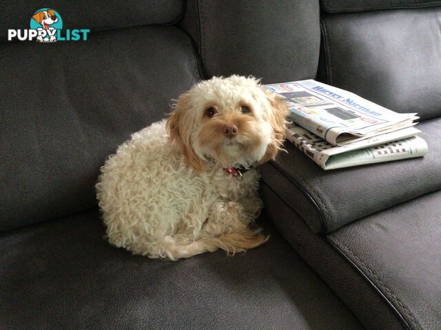 Cream Cavoodle
