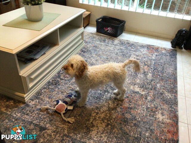 Cream Cavoodle