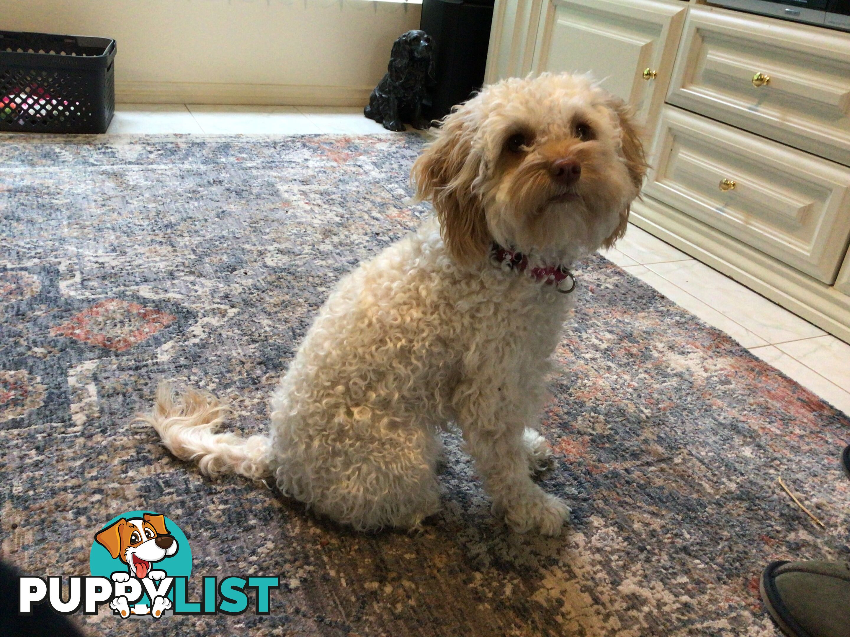 Cream Cavoodle