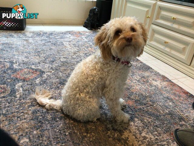 Cream Cavoodle