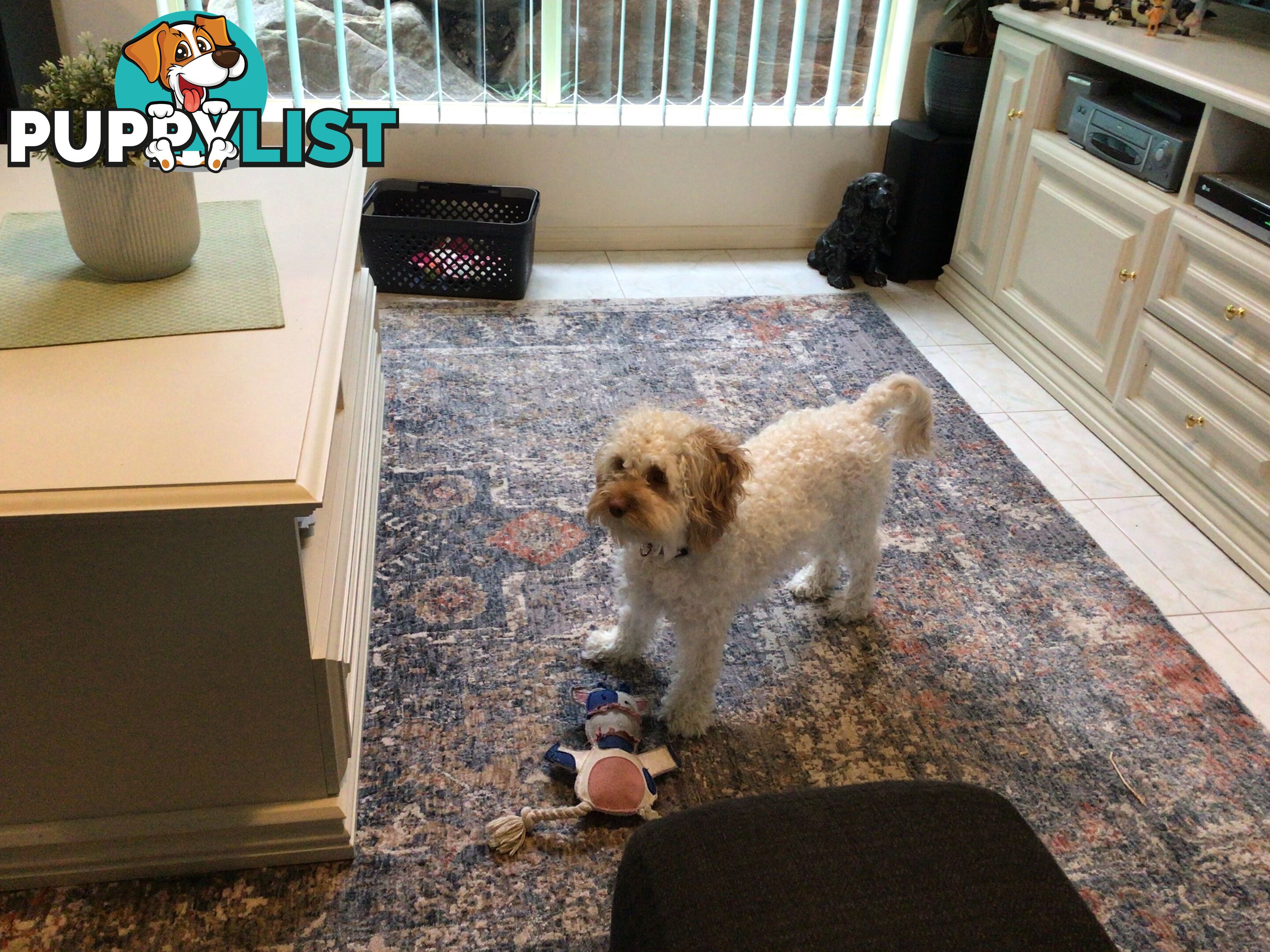 Cream Cavoodle