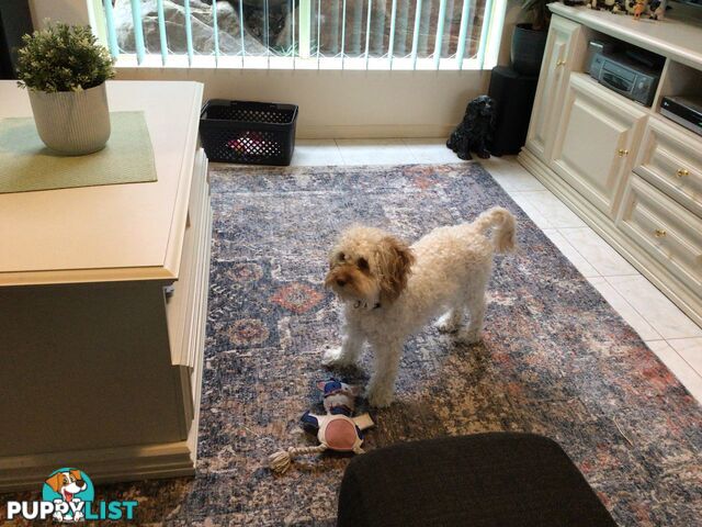 Cream Cavoodle