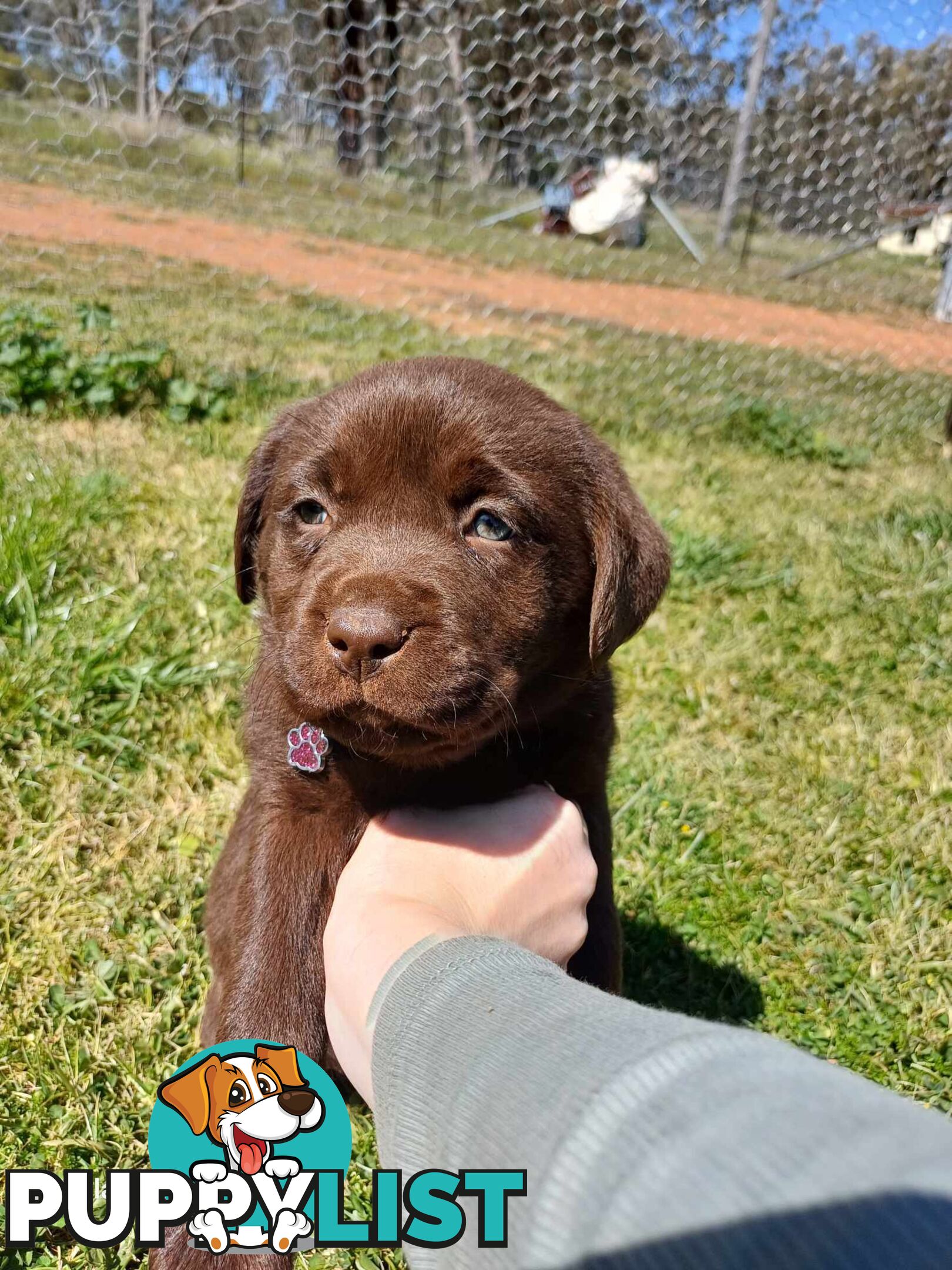 Pure breed labradors