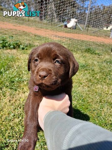 Pure breed labradors