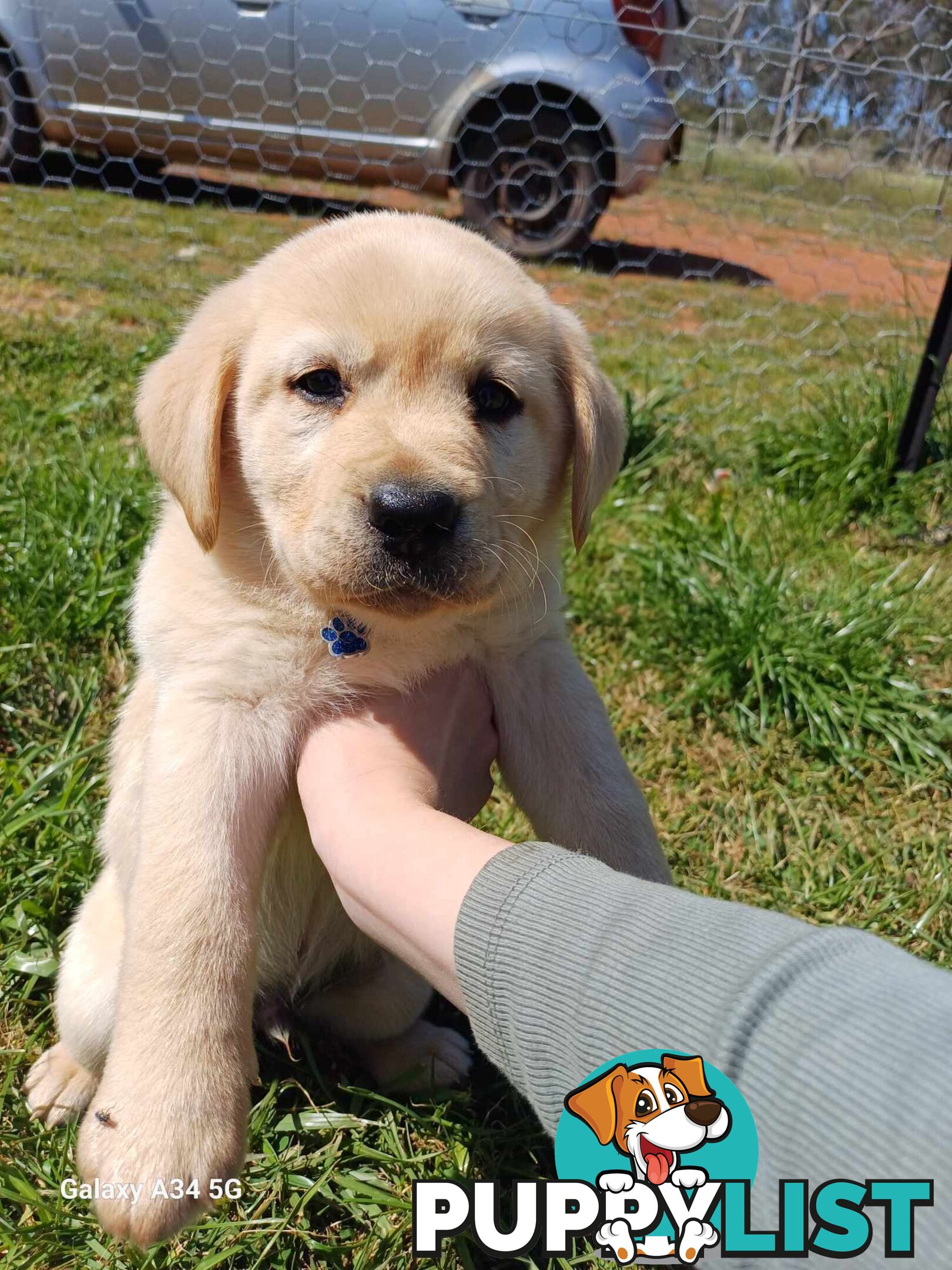 Pure breed labradors