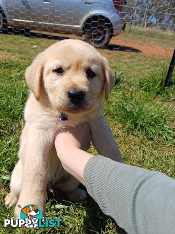 Pure breed labradors