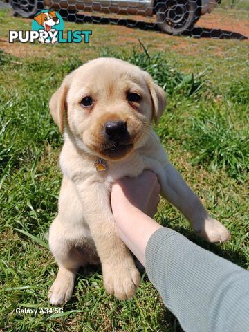 Pure breed labradors